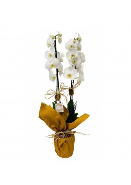 Çift Dal Beyaz Orkide 3