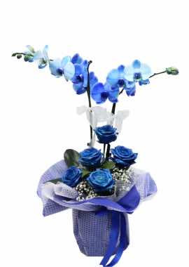Mavi Orkide ve Mavi Güller