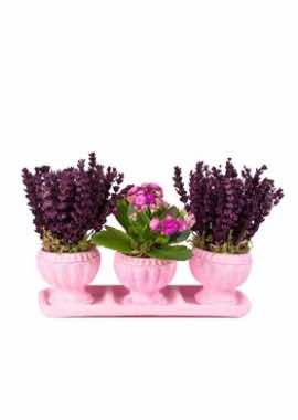 3'lü Pembe Takımda Pembe Kalanchoe Ve Mürdüm Rengi Lavantalar