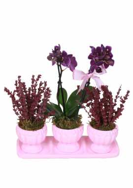 3lü Pembe Takım Minyatür Orkide ve Mor Lavanta