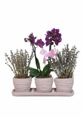 3lü Takım Minyatür Orkide ve Gri Lavanta