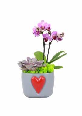 Aşkın Sembolü Minyatür Orkide