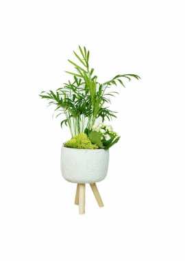 Ayaklı Saksıda Chamaedorea Palmiye ve Mini Beyaz Kalanchoe