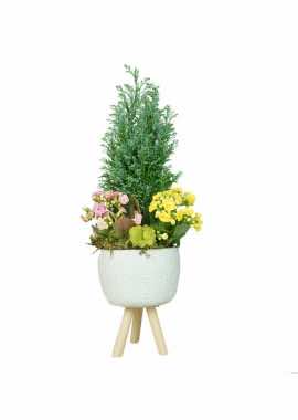 Ayaklı Saksıda Kalanchoe ve Elwodii