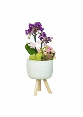 Ayaklı Saksıda Minyatür Orkide ve Pembe Kalanchoe