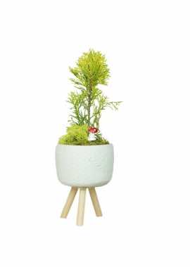 Ayaklı Saksıda Thuja orientalis nana