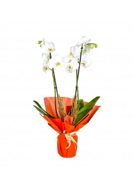 Çift Dal Beyaz Orkide 2