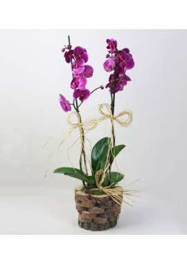 Dekoratif Ahşap İçerisinde Mor Orkide
