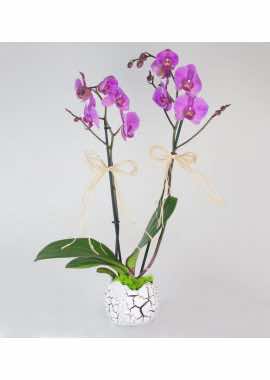 Dekoratif Yumurta İçinde 2 Dal Mor Orkide