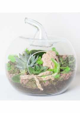 Doğal Büyük Boy Terrarium