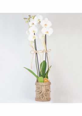 Doğal Hasır Kutu İçinde Beyaz Orkidenin Büyüsü