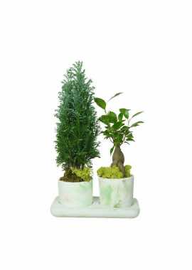 Ebruli Saksıda Elwodi ve Ficus Ginseng Bonsai