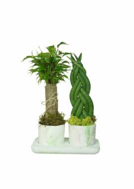 Ebruli Saksıda Ficus Natasha ve Sansaveria