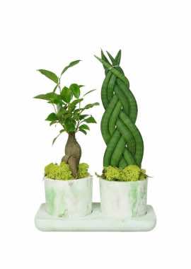 Ebruli Saksıda Ginseng Bonsai ve Sansaveria Takımı