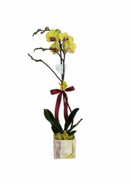 Ebruli Saksıda Tek Dal Sarı Orkide