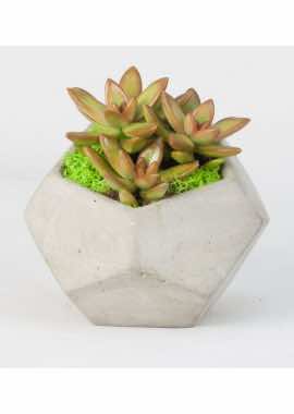 Echeveria Adolphii Sevginin Sembolü