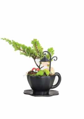 Fincanda Juniperus Bonsai