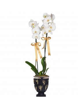 Kaktüs Vazoda Beyaz Orkide
