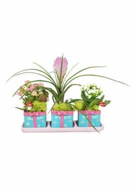 Kalanchoe ve Tillandsia'nın Uyumu