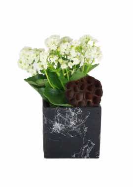 Kar Beyazı Kalanchoe