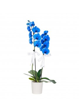 İthal Çift Dallı Mavi Orkide 3