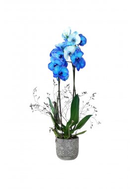 İthal Çift Dallı Mavi Orkide 4