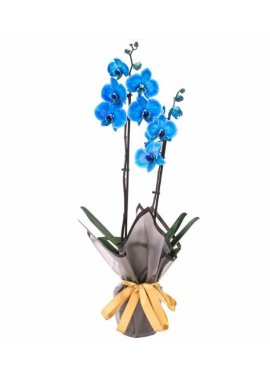 İthal Çift Dallı Mavi Orkide 5
