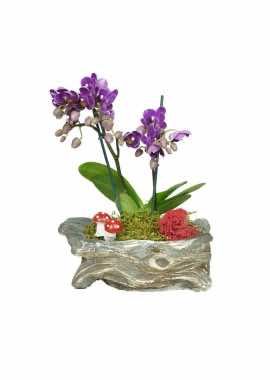 Minyatür Orkide Bahçem