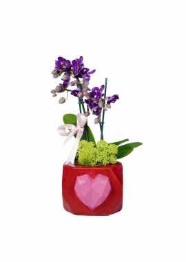 Minyatür Orkide Sevgisi