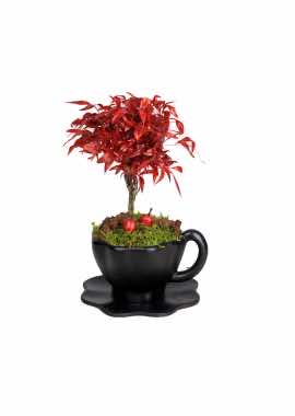 Nandina Domestica Bonsai