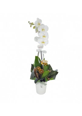 Tek Dal Beyaz Orkide 2