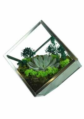 Özel Prizma Camda Echeveria