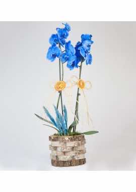 Özel Tasarım Ahşap İçinde Mavi Orkidenin Büyüsü