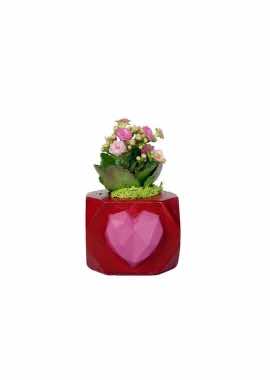 Pembe Kalanchoe Kalbimin İncisi
