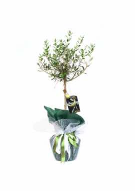 Saksı Zeytin Ağacı