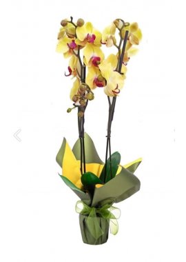 İthal Çift Dal Sarı Orkide 2