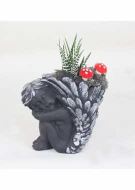 Siyah Melek İçinde Haworthia