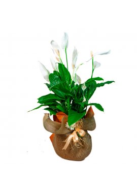 İthal Spatifilyum Saksı Çiçeği 6