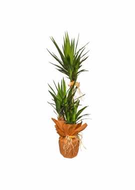 3 Köklü Yucca Saksı Bitkisi